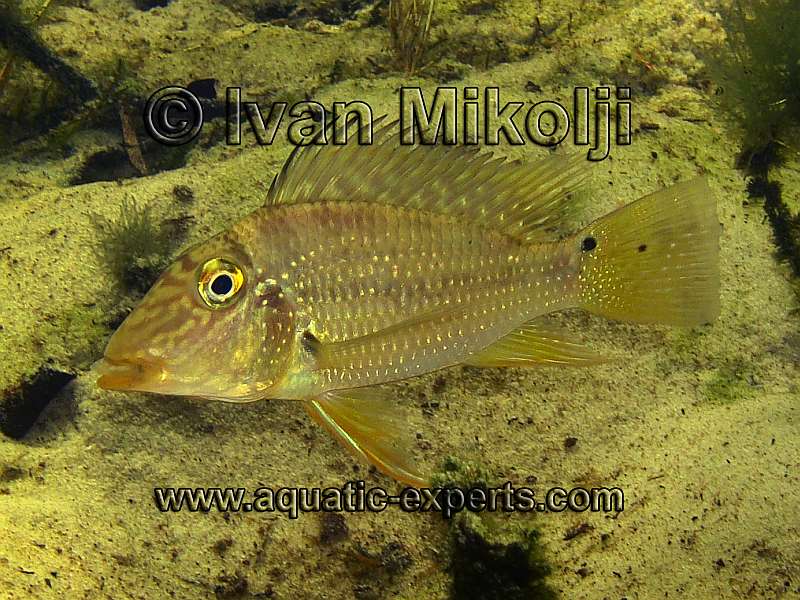 Satanoperca mapiritensis